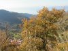 vallata con alberi